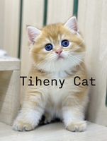 TihenyHouse Cat 