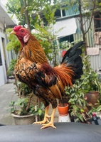 hoàng nhật quang