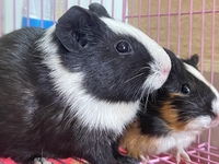 NGUYỄN HUỲNH NHƯ Ý