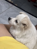 MR Đạt