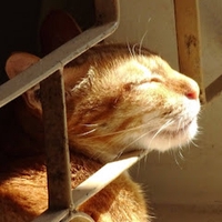 Tô Hoàng