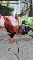 Dương 