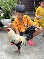 Lê Minh