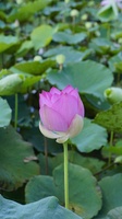 Hoang Sang