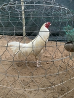 Thích đỗ gà nòi