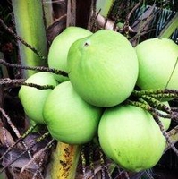 Bình