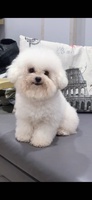 Maison Bichon
