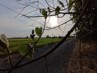 Võ Truyền