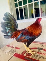 Hạo Đông