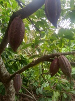 Le Ngân