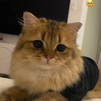 Nguyễn Mai Phương