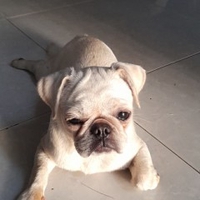 Mai Thái Sơn