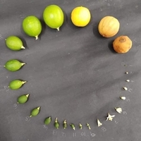 Trần Quốc Tuấn