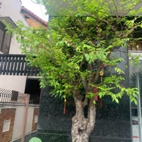 Nhật Khang
