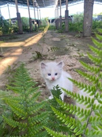 trại mèo minh phát