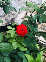 Nguyễn Nhựt Tiếnk