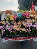 đặng bùi gia huy