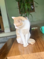 quang quang