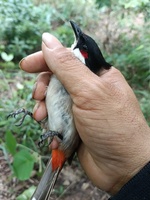 Chào Mào 