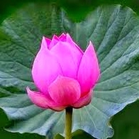 Nguyễn Thị Thảo Ly