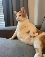 Lu