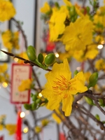 Thành Lương