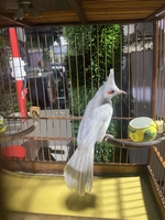 Huỳnh Ngà cafe Bull Bull