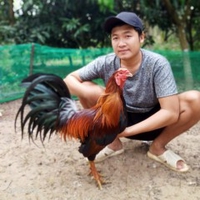 Gà Đá Miền Tây