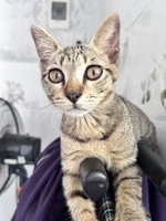 không giảm giá