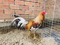 vinh
