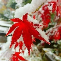 Nguyễn Trung Dũng