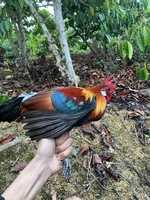 rắn bẩy Nam cát tiên