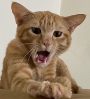 Di Di Bùi