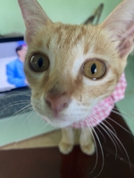 Meomeo