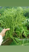 Dương Hoa