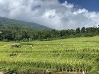 tú