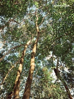 Dung Huynh
