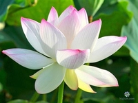 Hải