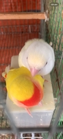 Bơ