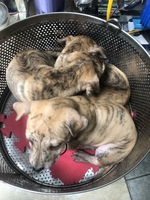 Chó Phú Quốc thuần chủng