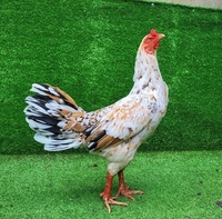 Gà Mái Bổn