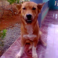 Trong Phan
