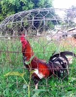 trại gà mỹ ca mau 