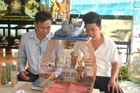 cửa hàng chim cảnh tin tin