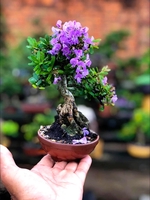 Cường Việt