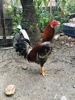 Lại Phước Lộc