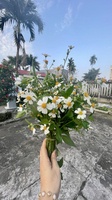 Minh Hoa