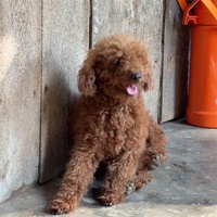 Albert