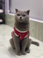 Phú Quý