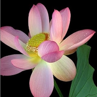 Hương Nguyễn